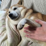 サクラさん