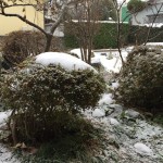 庭12/13朝その一
