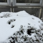 庭12/13朝その二