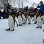 ペンギンの散歩