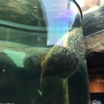 加藤は居なかった