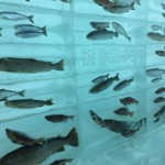 氷漬けの魚たち